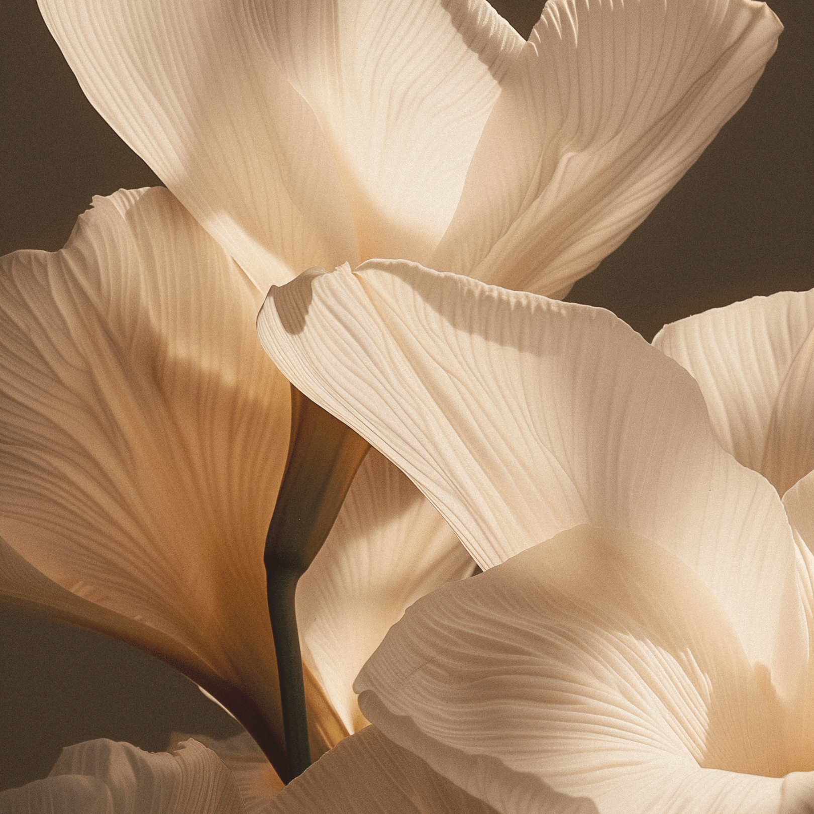 The Quiet Reinvention: Why Midlife Is the Perfect Time to Pivot (Without Blowing Up Your Life)